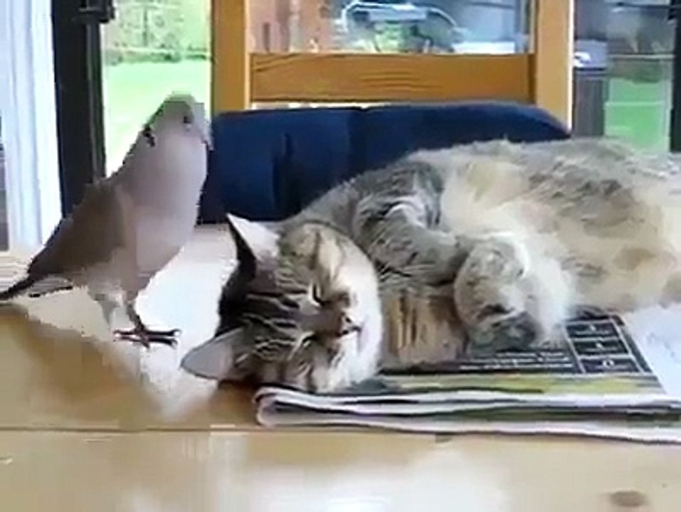 Cat and the Pigeon Friendship