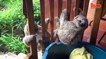 Cute Baby Sloths Learn To Climb