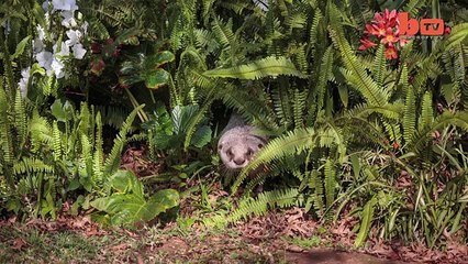 Cute Otter Is Best Friends With Lions And Hyenas
