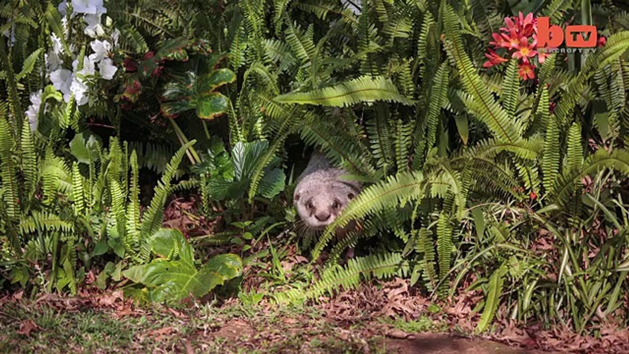 Cute Otter Is Best Friends With Lions And Hyenas