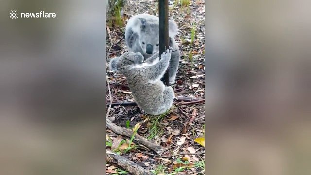 Mother koala rescues baby caught on barbed wire