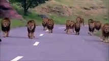 Lions Walk In The Road _ Kings are Walking