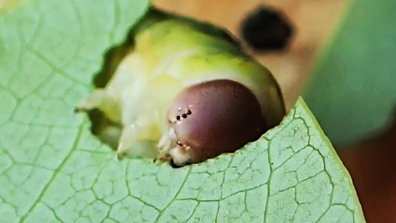 Une chenille mange une feuille