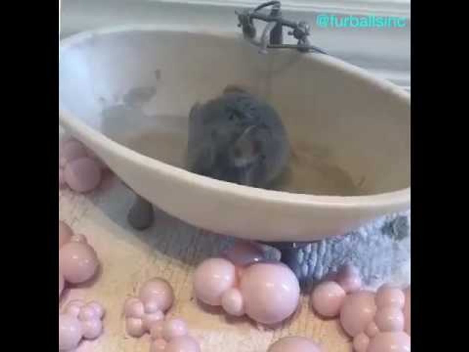 Adorable Pets Enjoy Bath Time Fun