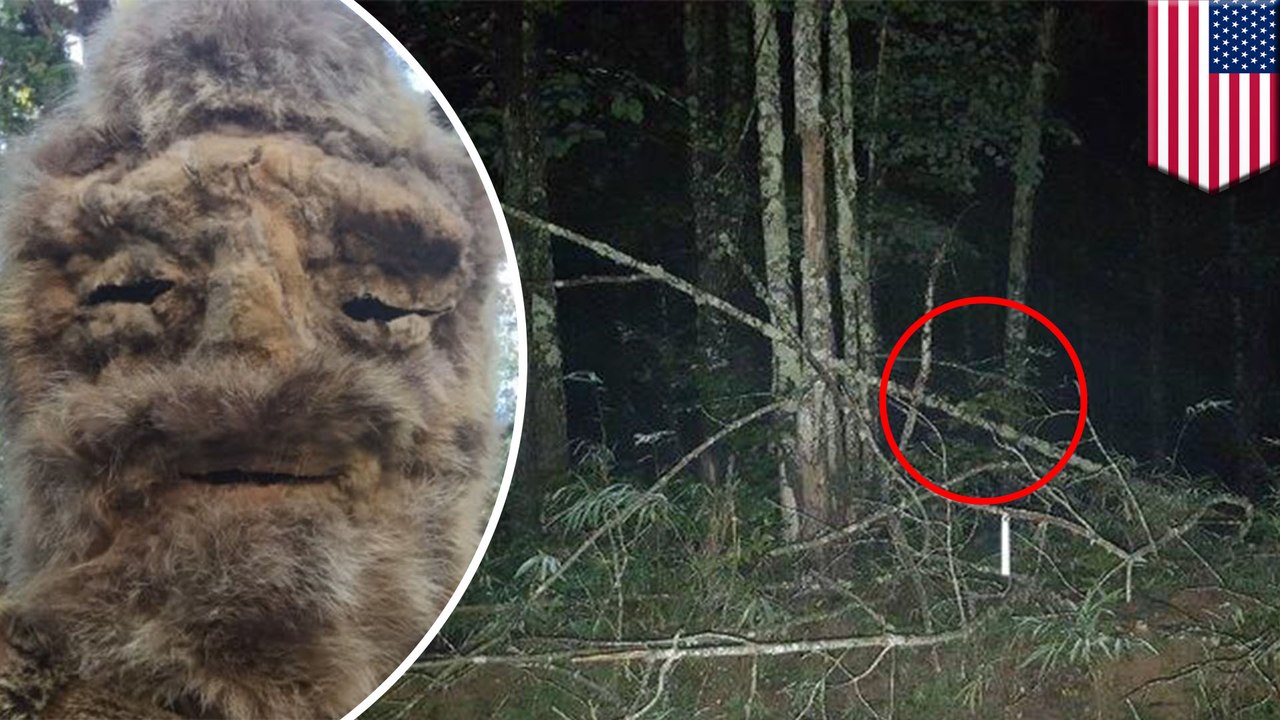 Don't shoot the yeti! Police warn public following bigfoot sighting