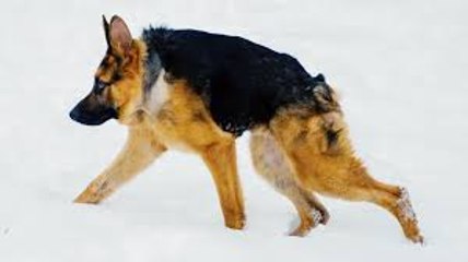 Quasi The Hunchback Hound