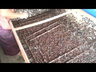 Local People of Thailand Demonstrate the Work of Cricket Farms