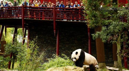 Saat Seekor Panda Merayakan Ultah di Kebun Binatang Belanda