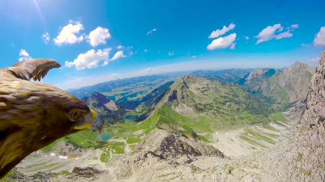 Vol d'un aigle au-dessus des Alpes (POV)