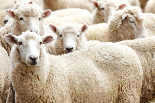 Migros ve CarrefourSA'da Kurbanlık Fiyatları 950 TL'den Başlıyor