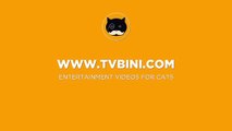 Marrón gato gato gato gatos para Juegos ratones ratón en para vídeo reloj captura de pantalla