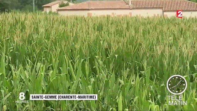 Sécheresse : les nappes phréatiques sont au plus bas