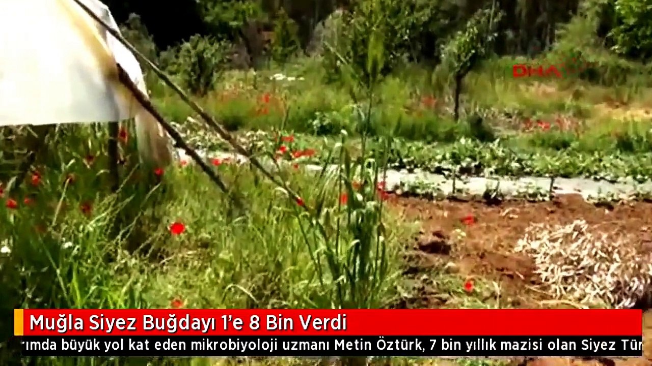 muğla siyez buğdayı