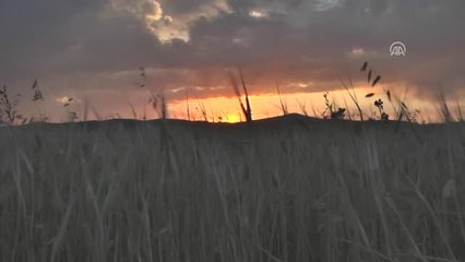 Çiftçiler Sıcak Hava Nedeniyle Akşam Mesai Yapıyor - Kars