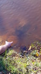 Snapping turtle nearly bites guys finger