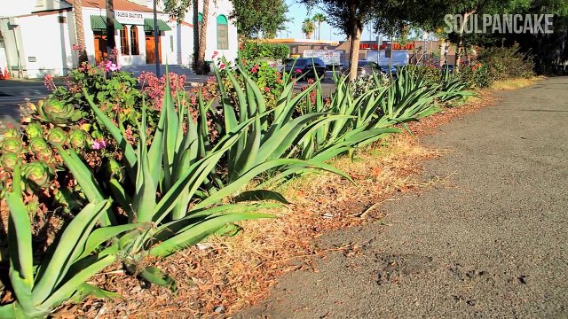Guerrilla Gardening in Los Angeles ~ SubCultures