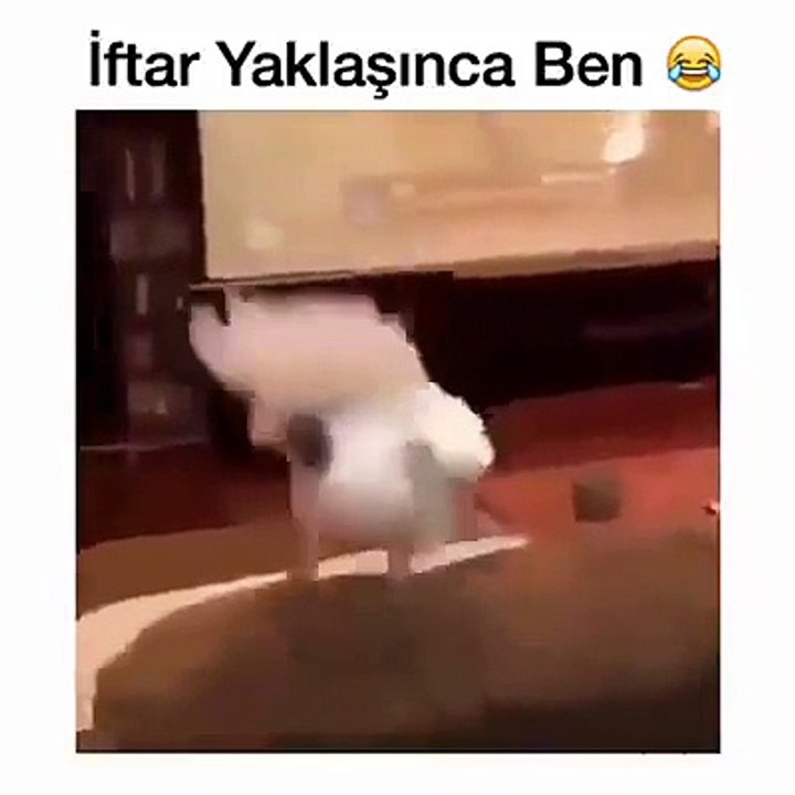 PAPAĞAN ÇOK KOMİK KOMİK VİDEO İZLE