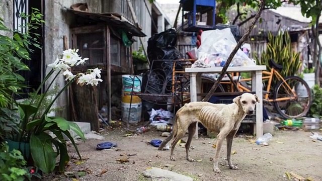 Cadela faminta e maltratada pelos donos é salva pelo amor de uma mulher