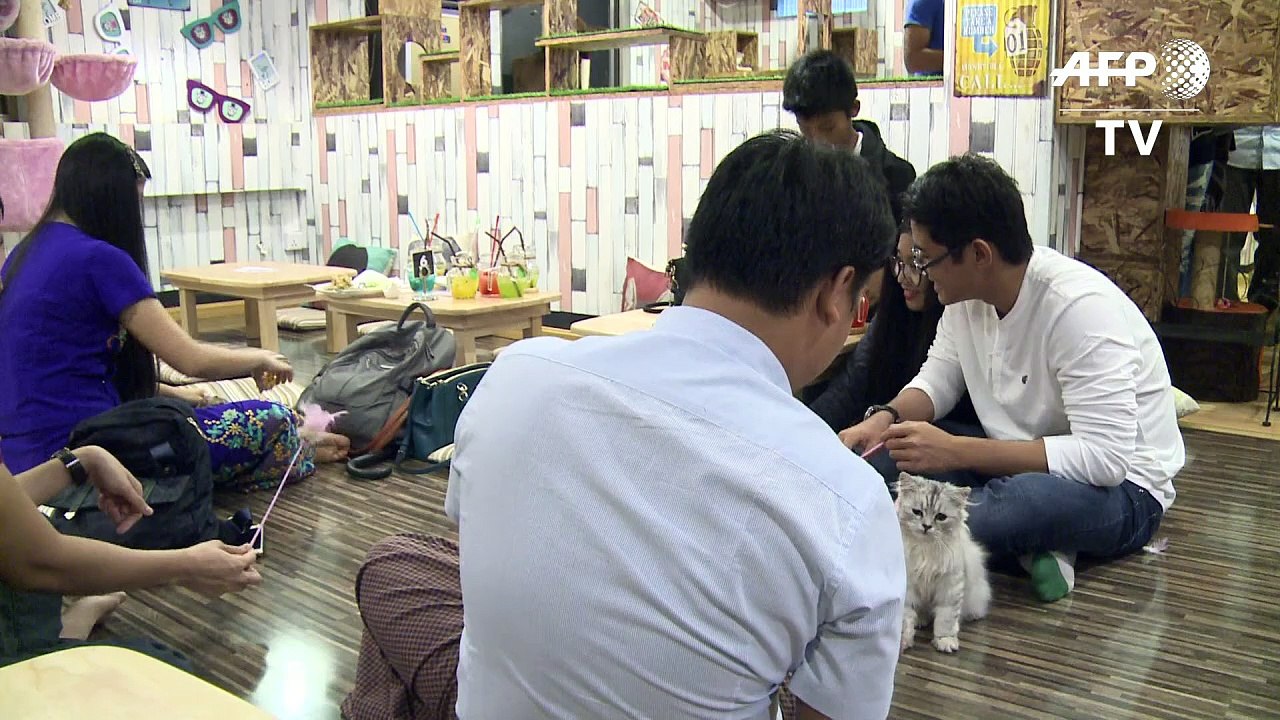 Birmaner kommen auf Hund und Katze