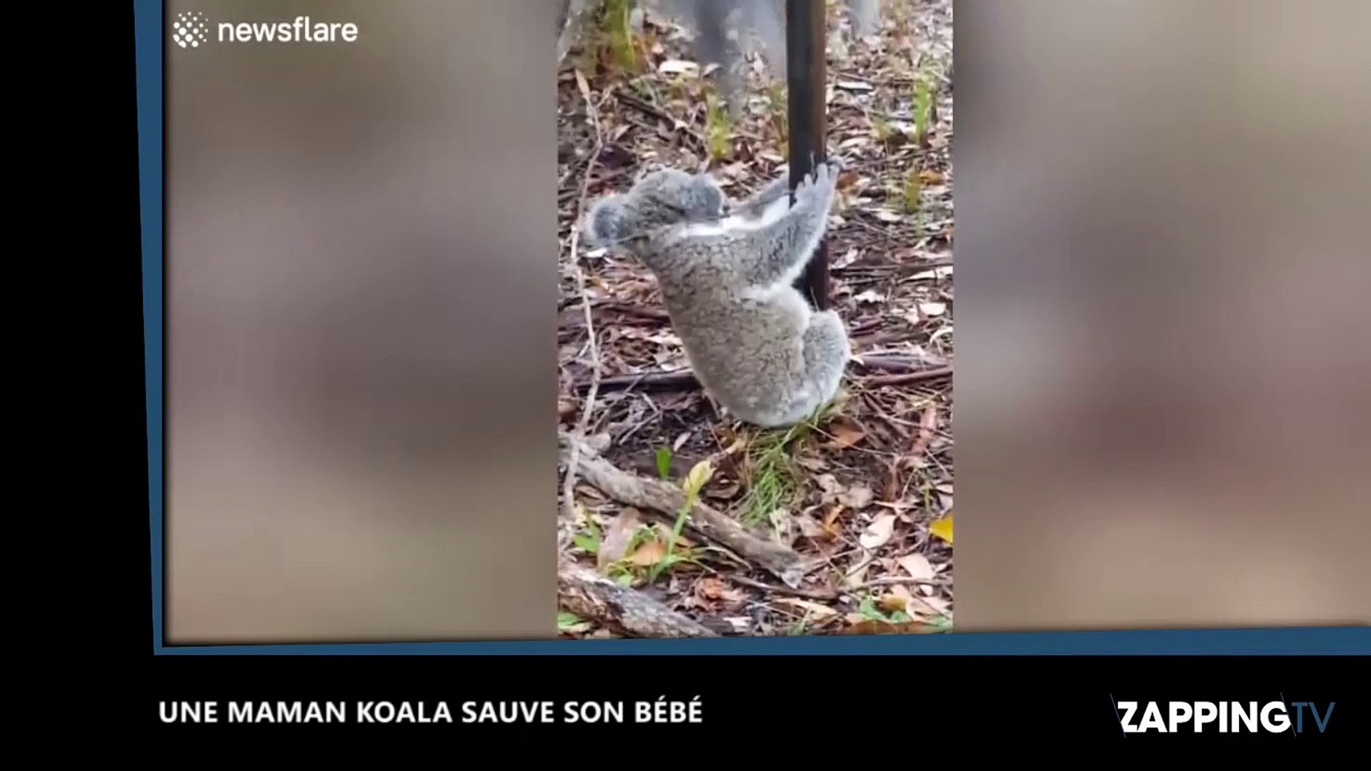 Une Maman Koala A La Rescousse De Son Bebe Video Video Dailymotion