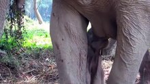 A Baby Elephants first suckle