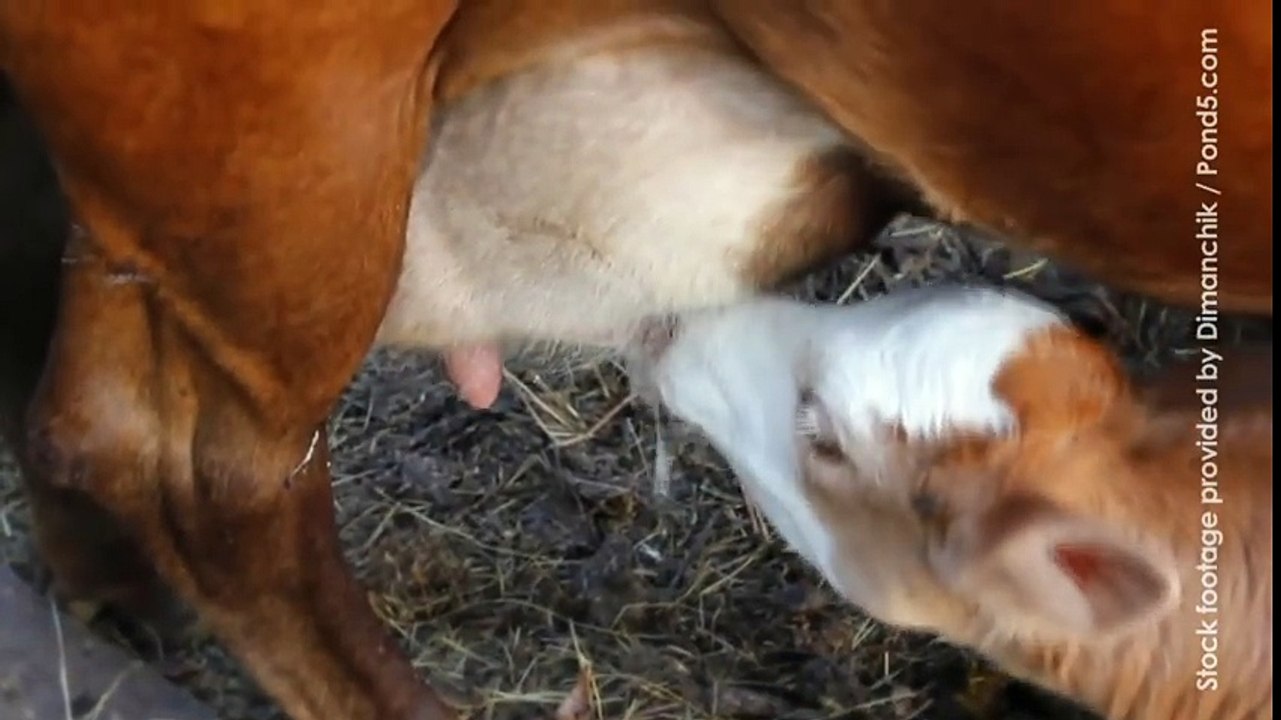 emily deschanel tells us the truth behind the dairy industry