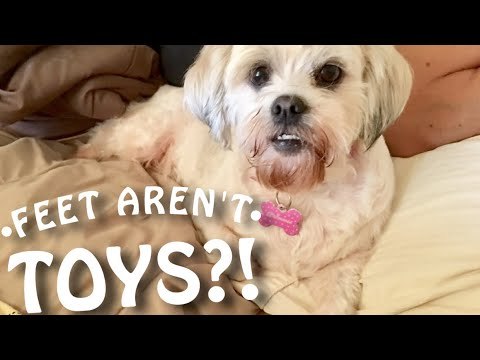 Confused Pooch Thinks Feet are Toys