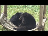 Boisterous Bears Wrestle for Hammock Time