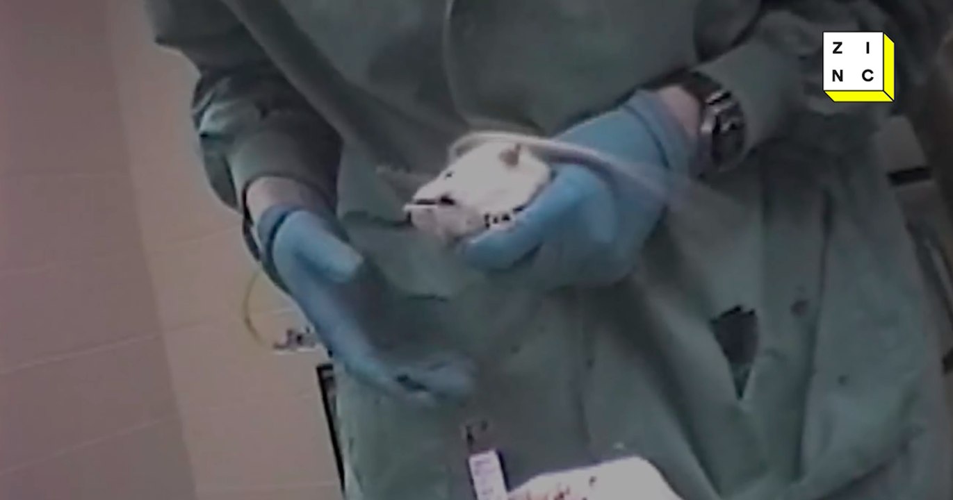 Cosmetic Testing: Stop torturing animals