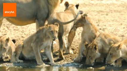 Fun Facts About the Fascinating Lion - Animal Kingdom's Royalty