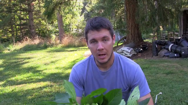 Propagating Hydrangea Cuttings the Easy Way