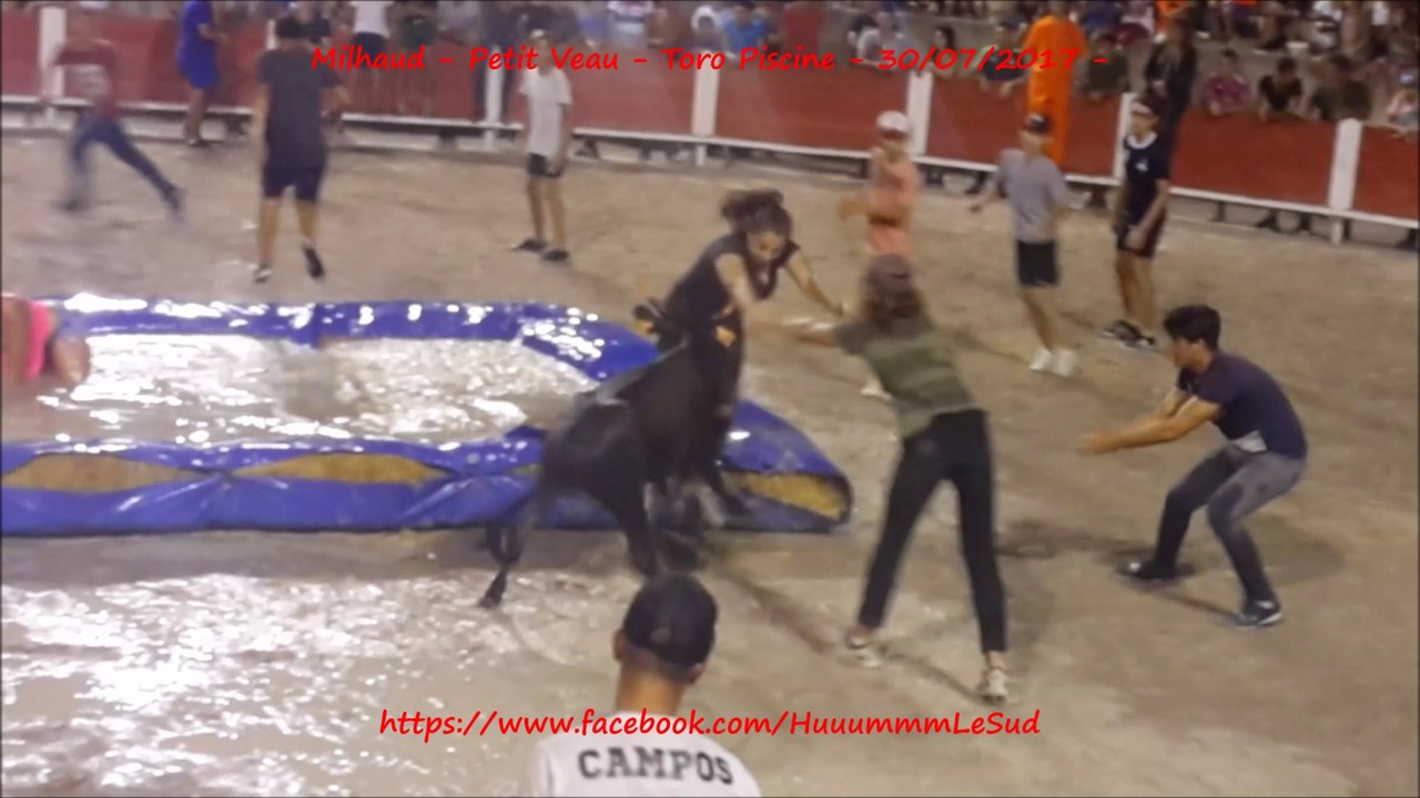 Milhaud-Petit Veau-Toro piscine-30/07/2017-Félix