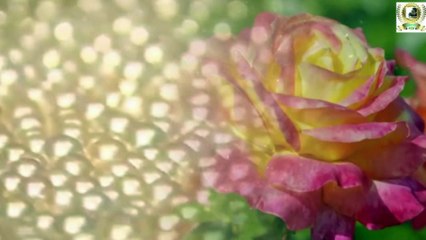 Pearls and flowers relax