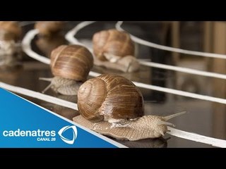 Celebra Inglaterra carrera mundial de caracoles 2014