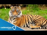 Nacen dos tigres de bengala en zoológico de Hidalgo