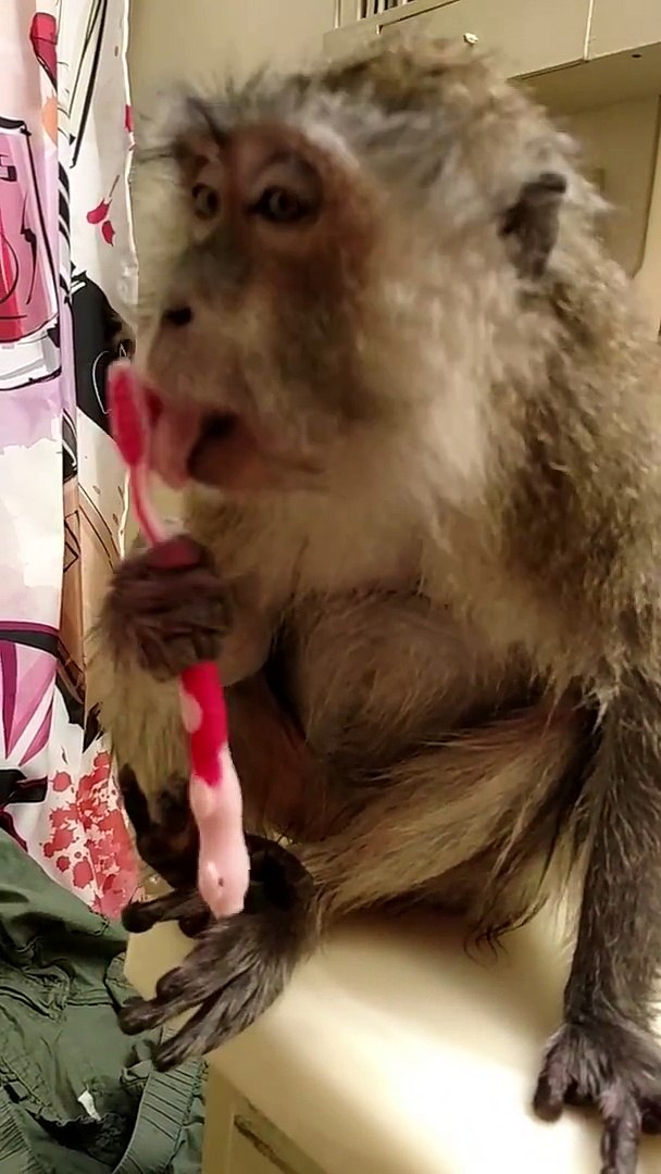 ⁣Monkey Grooms Herself