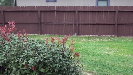 Lucy, Flare & Polly Pimplepants! Tricks, Pranks or Evil