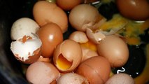 Ovos tóxicos originam duas detenções na Holanda