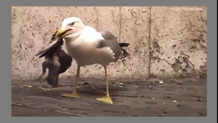 Cette mouette qui gobe un pigeon en quelques bouchées horrifie les internautes