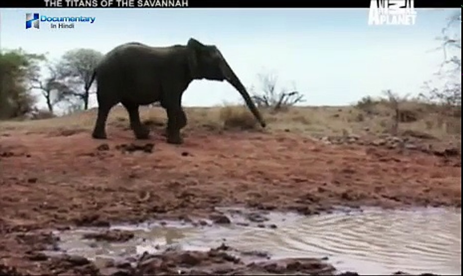 Top 100+ Animal documentary in hindi