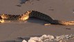 Rattlesnake Joins Beachgoers on South Carolina's Hilton Head