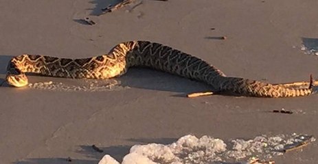 Rattlesnake Joins Beachgoers on South Carolina's Hilton Head