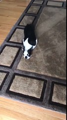 Drôle de façon de se traîner par terre