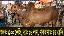 সুলতানের দাম ১৬ লাখ। ওজন ১১০০কেজি।  দৈনিক খাবার খায় ৫৫ কেজি। দেখুন বিস্তারিত..  AOW News