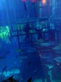 Tour Dubai Fish Aquarium-2