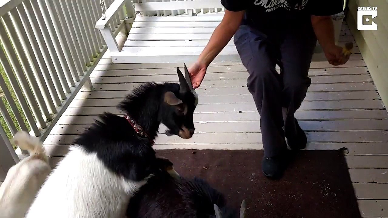 Une chèvre essaie un glaçon pour la première fois et obtient un gel de cerveau !