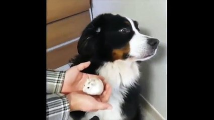 Ce hamster terrifie le chien chez qui il vient d'emménager