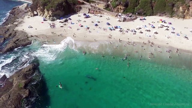 Enorme ballena nada entre bañistas sin que éstos se percaten