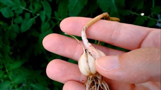 Regrown Produce Scraps Garden Update 3: Tomatoes & Garlic (08/06/2017)