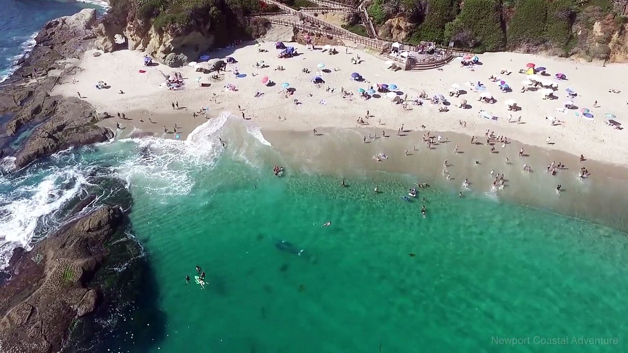 Une énorme baleine grise très près de la plage de Newport, Californie